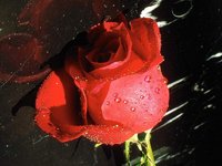 ANNA (21)